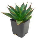 buy 2 inch agave blue glow online drought tolerant plant, ornamental agave blue glow with glowing leaf edges, low maintenance agave for desert style landscaping