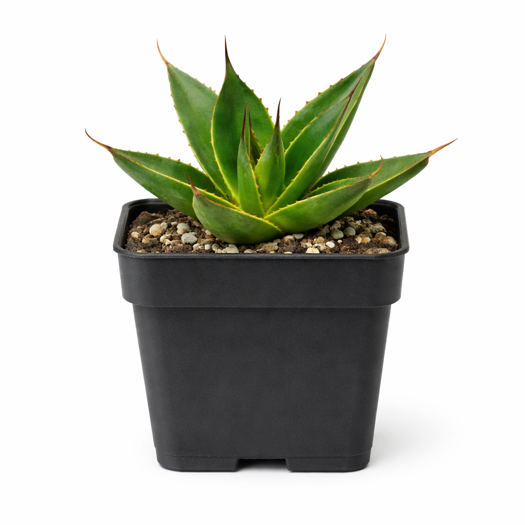 2 inch Blue Glow Agave Century Plant, Blue Glow Agave, Blue-green agave rosette, Drought-tolerant landscaping plants