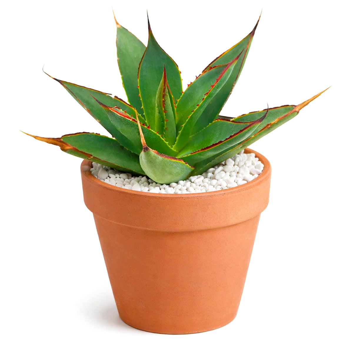 agave succulent plants Blue Glow Agave Century Plant