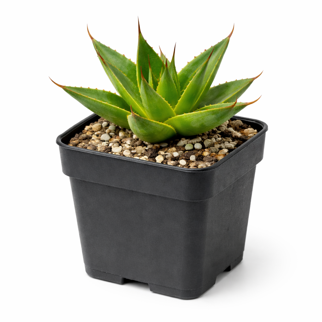 2 inch Blue Glow Agave Century Plant, Blue Glow Agave, Blue-green agave rosette, Drought-tolerant landscaping plants