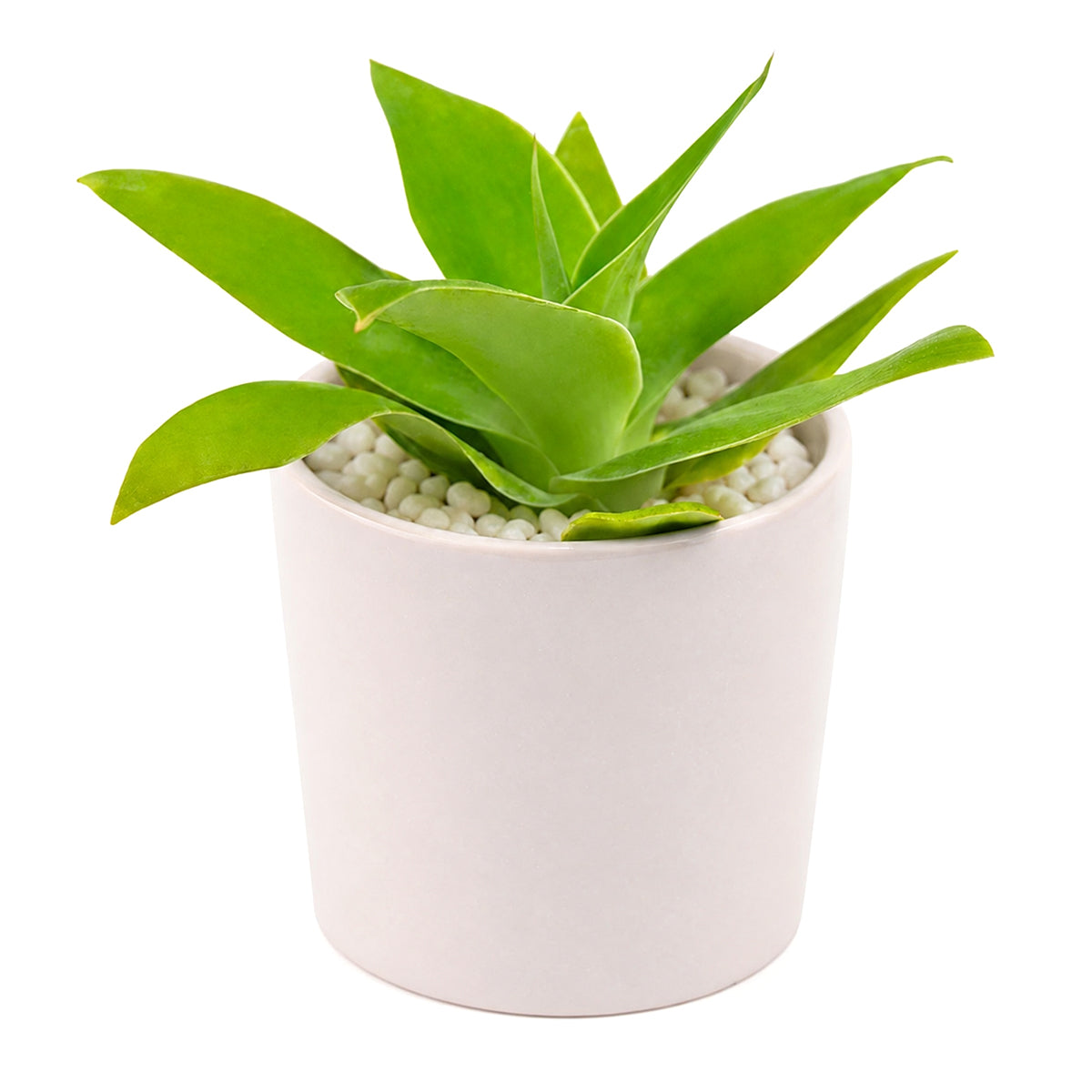 2 inch foxtail agave live succulent for sale, dense rosette of flexible gray-green fleshy leaves without spines, upright rosette growth form with trunk-like stem, exceptionally drought tolerant and beginner friendly