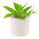 2 inch foxtail agave live succulent for sale, dense rosette of flexible gray-green fleshy leaves without spines, upright rosette growth form with trunk-like stem, exceptionally drought tolerant and beginner friendly