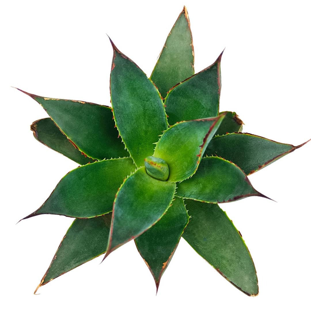 2 inch Blue Glow Agave Century Plant, Blue Glow Agave, Blue-green agave rosette, Drought-tolerant landscaping plants