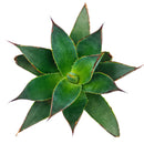 buy succulents online, drought-tolerant plants, succulent arrangements, succulent propagation