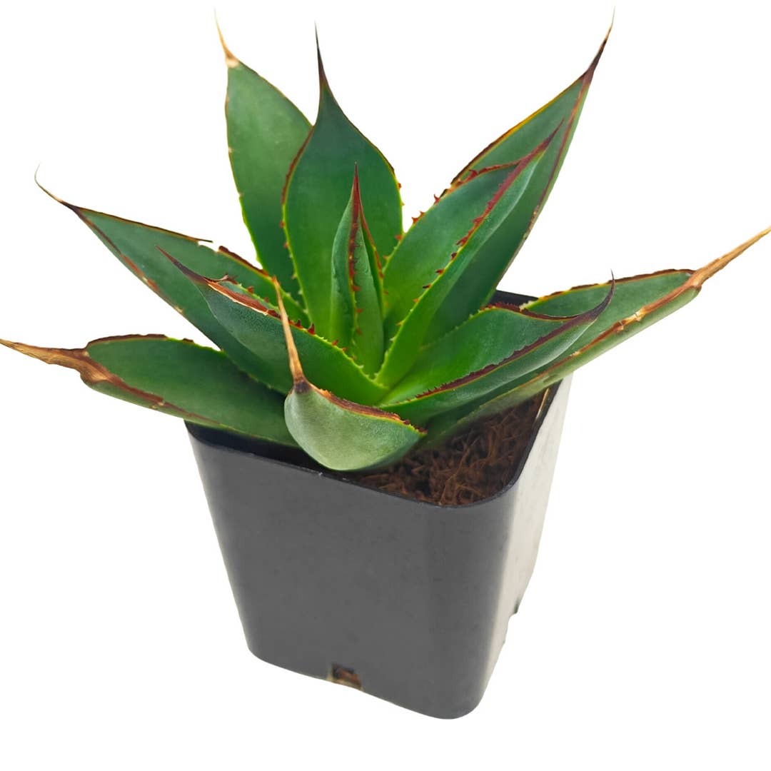 Low-maintenance outdoor plants, Long-lived succulent, Best agave for small gardens, Buy Blue Glow Agave online