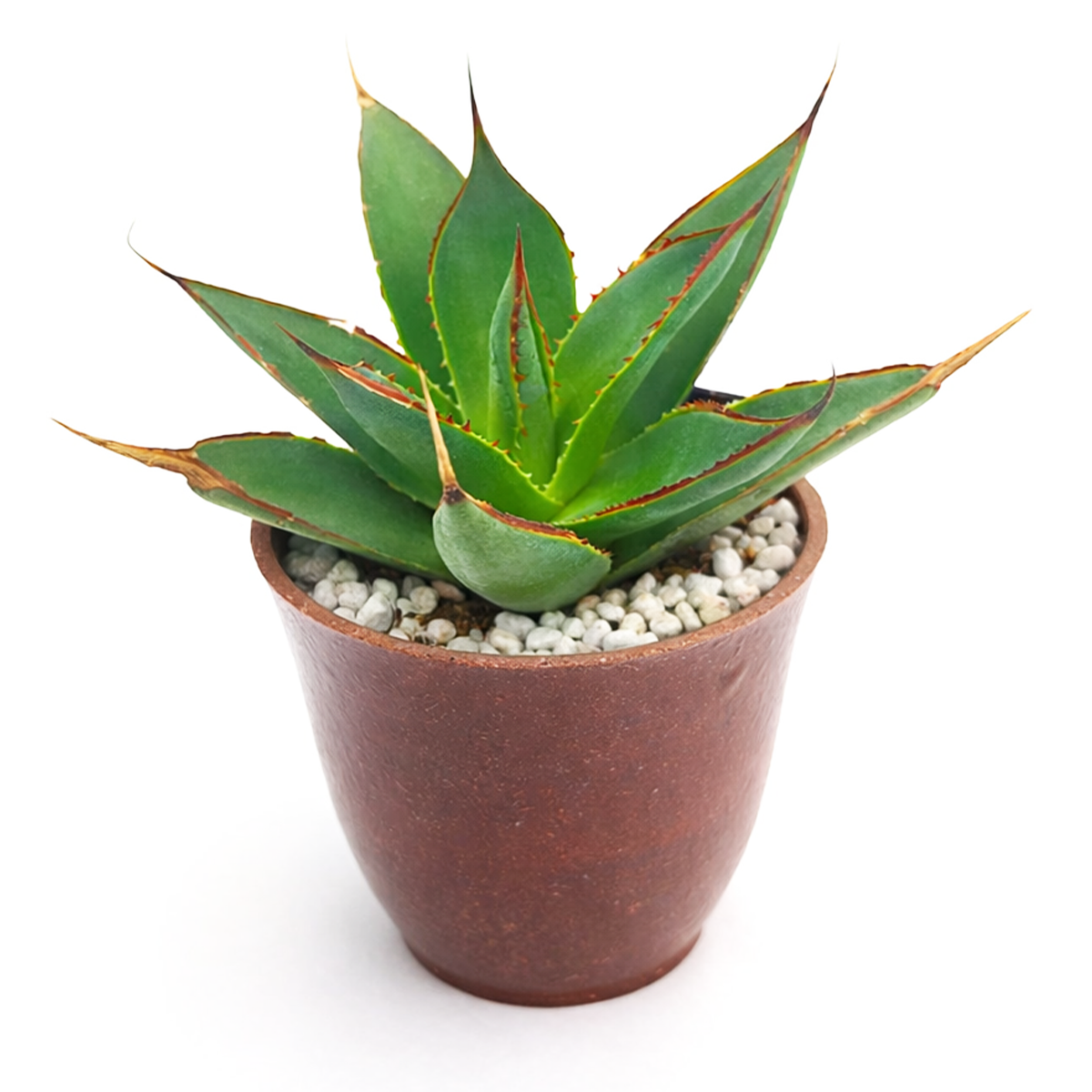 potted blue agave plant Blue Glow Agave Century Plant