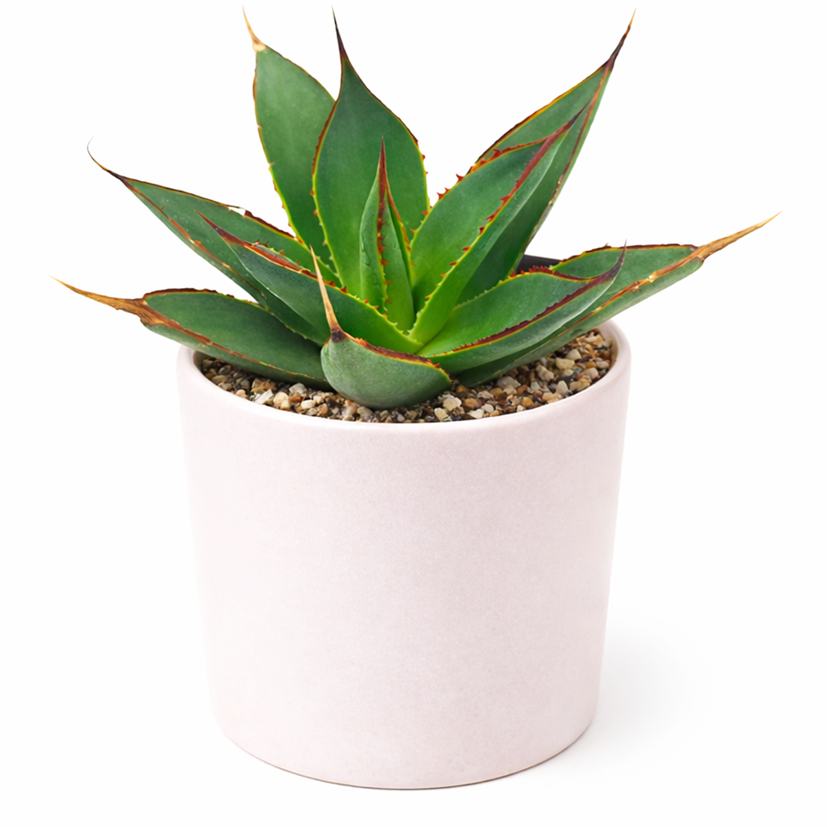 Blue Glow Agave Century Plant