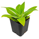 2 inch foxtail agave live succulent for sale, dense rosette of flexible gray-green fleshy leaves without spines, upright rosette growth form with trunk-like stem, exceptionally drought tolerant and beginner friendly