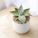 2 inch Agave inaequidens 'Ashy White', green succulents, indoor succulents, succulent care guide, buy succulents online