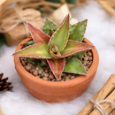 1.5 inch Agave kerchovei 'Huajuapan Red', green succulents, indoor succulents, succulent care guide, buy succulents online