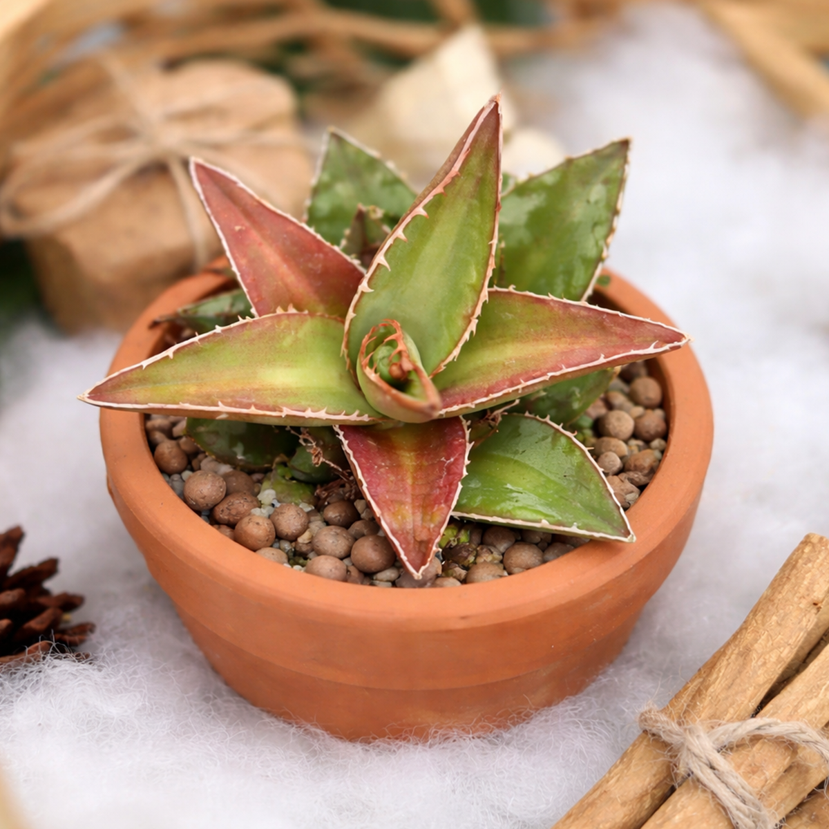 Agave kerchovei ‘Huajuapan Red’