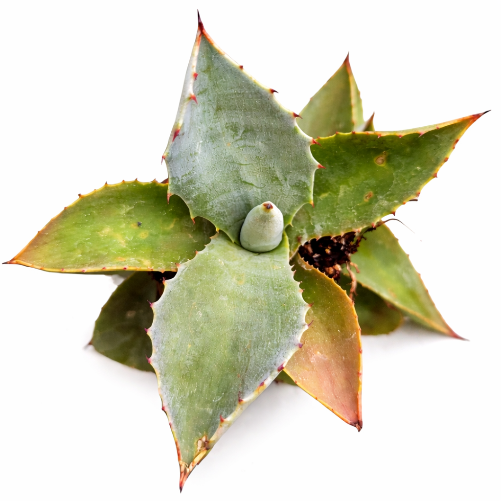 2 inch Agave inaequidens 'Ashy White', green succulents, indoor succulents, succulent care guide, buy succulents online