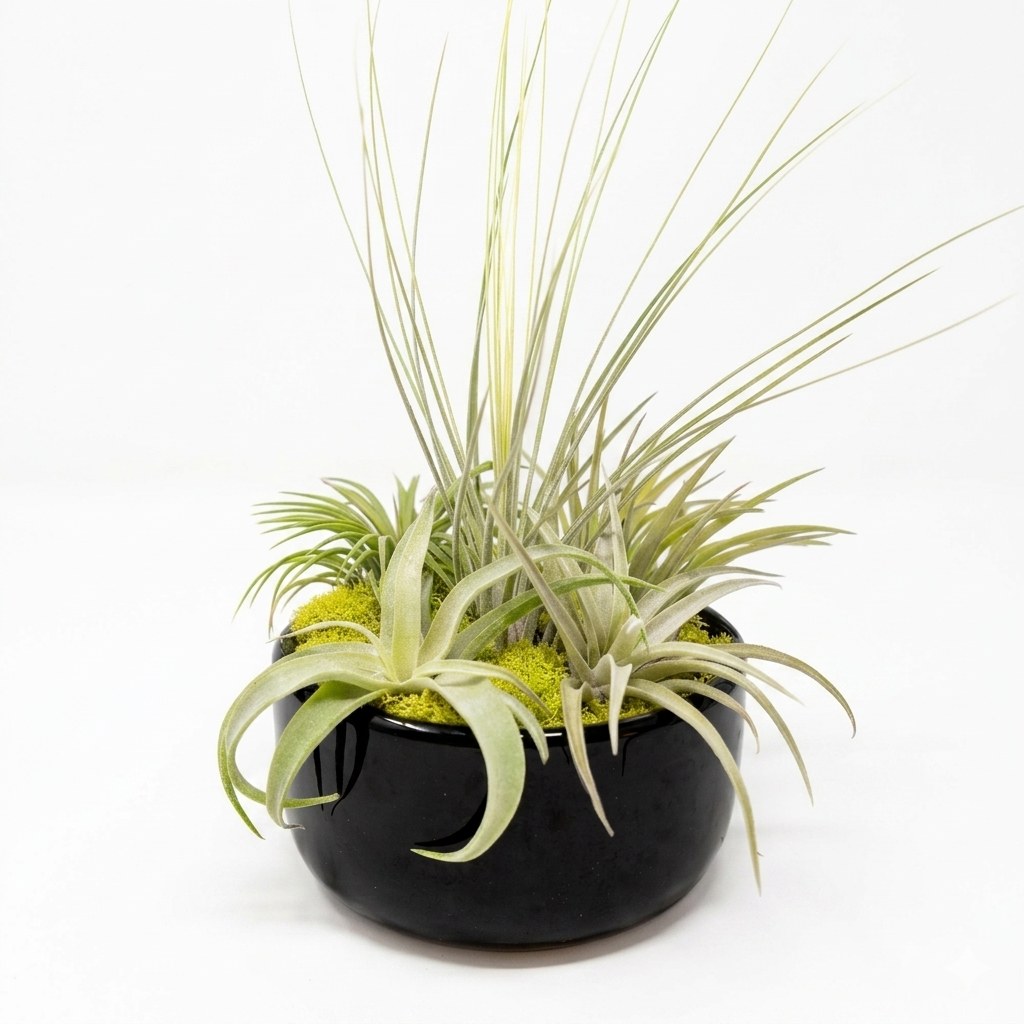 Large Tillandsia dish garden for bright indoor spaces, Premium Black Glazed Terracotta with Live Tillandsia Air Plants for sale online, Hand-assembled air plant bowl for office desk decor