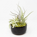Hand-assembled air plant bowl for office desk decor, Premium air plant variety gift set in kiln-fired clay, Live Tillandsia centerpiece with reindeer moss, Pre-assembled air plant gift for weddings and special events