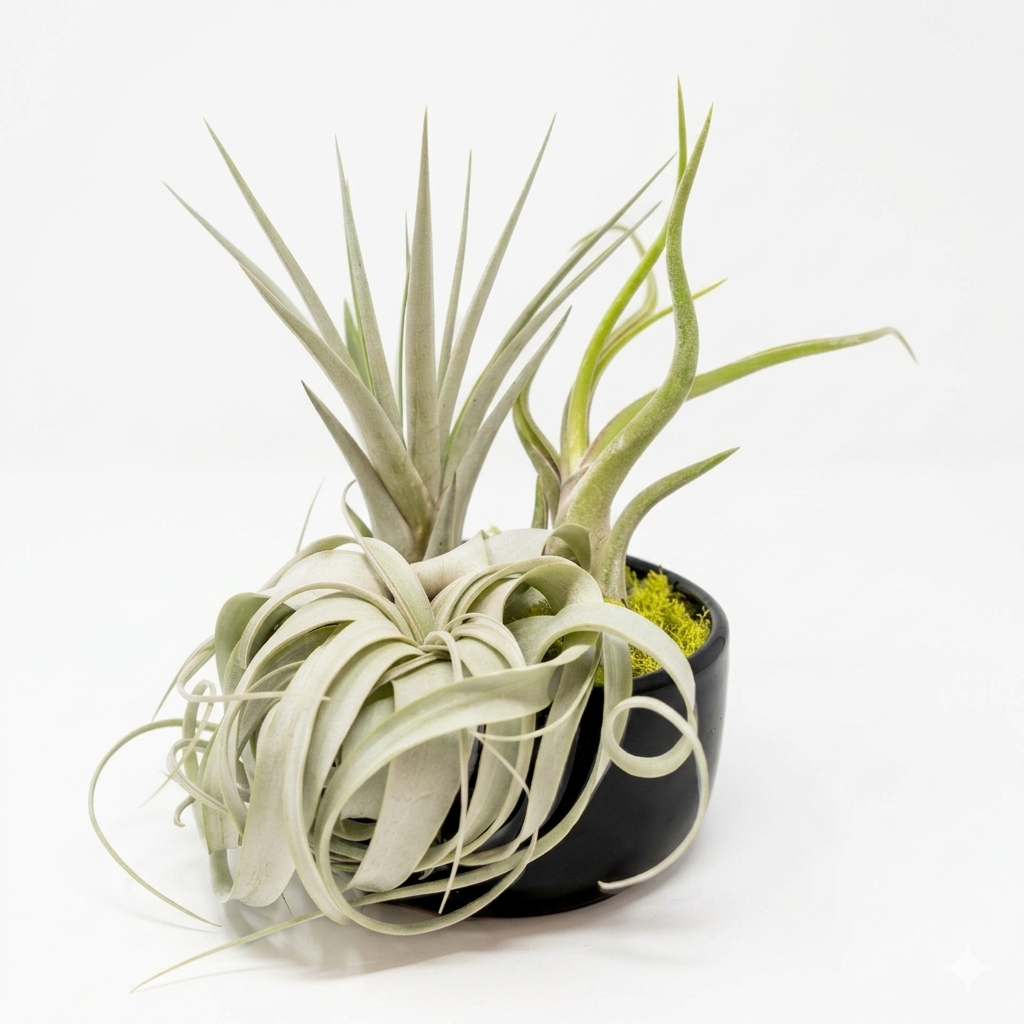Large assembled air plant bowl garden for sale online, Pre-assembled air plant gift for weddings and special events, Low maintenance modern tabletop plant garden, Large Tillandsia dish garden for bright indoor spaces