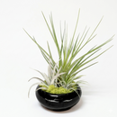Handcrafted Air Plant Dish Garden for sale, Trio of Live Tillandsia in Black Glazed Terracotta (Pre-Assembled), Modern succulent and air plant tabletop display, Easy care air plant display for bright indoor light