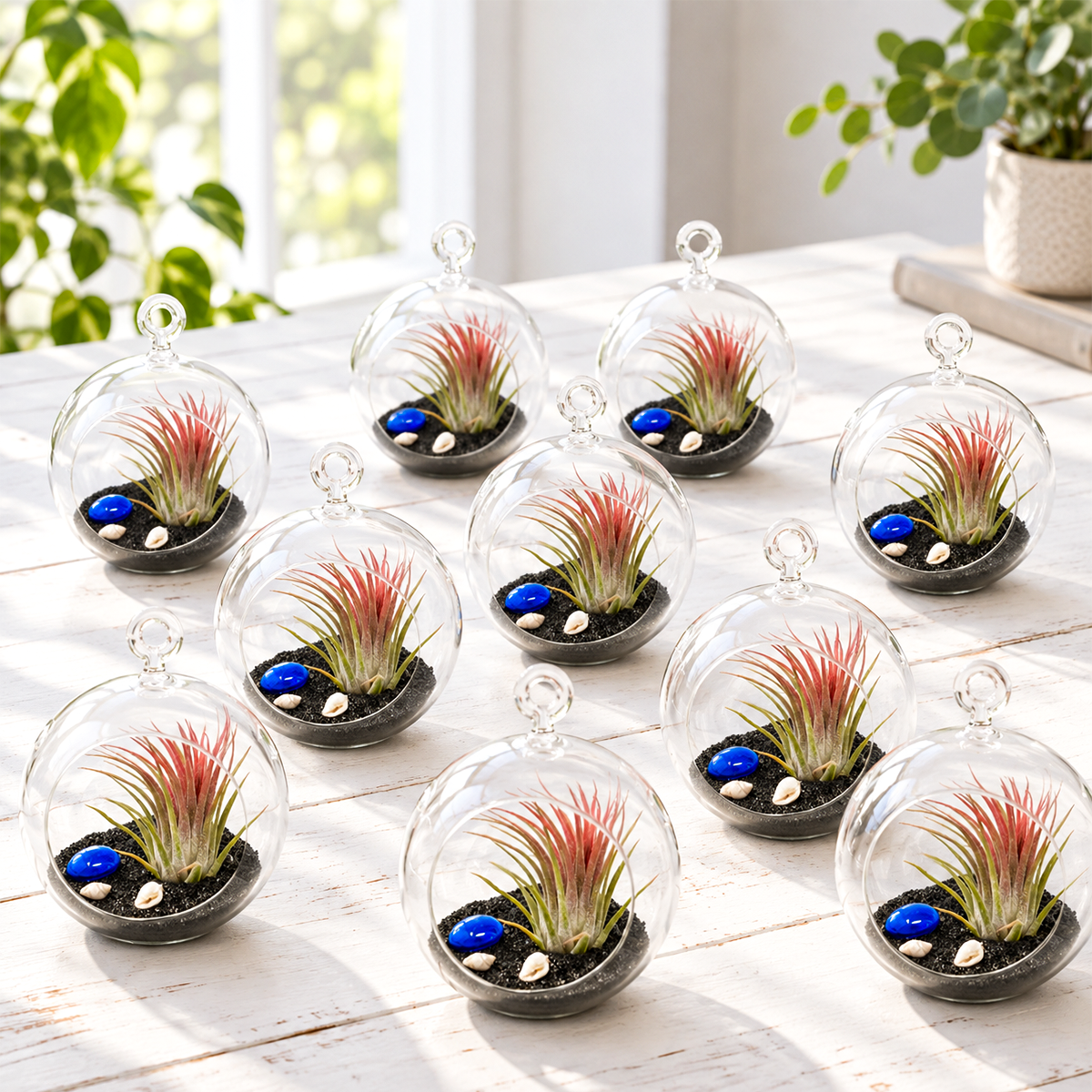 ten black flat-bottom hanging terrariums displayed in a row, each containing a small live air plant, arranged on a neutral surface with beach-inspired black finishing