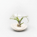 Modern tabletop air plant arrangement with sand, Low maintenance hanging indoor plant terrarium, DIY air plant gift for weddings and party favors