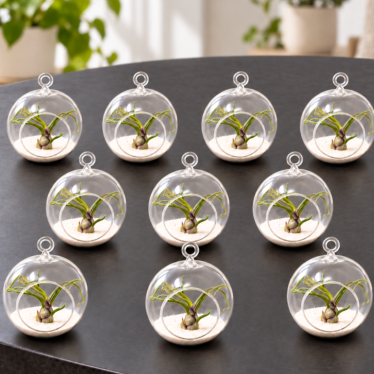ten small transparent glass terrariums with white sand base and live air plants inside, arranged in a flat lay display showing variety of sizes and plant shapes, minimalist white sand styling visible in each hanging vessel