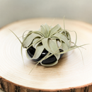 tillandsia xerographica, xerographica air plant, xerographica care, xerographica air plant care, xerographic copy paper, xerographic definition, xerographica bloom, xerographica flower