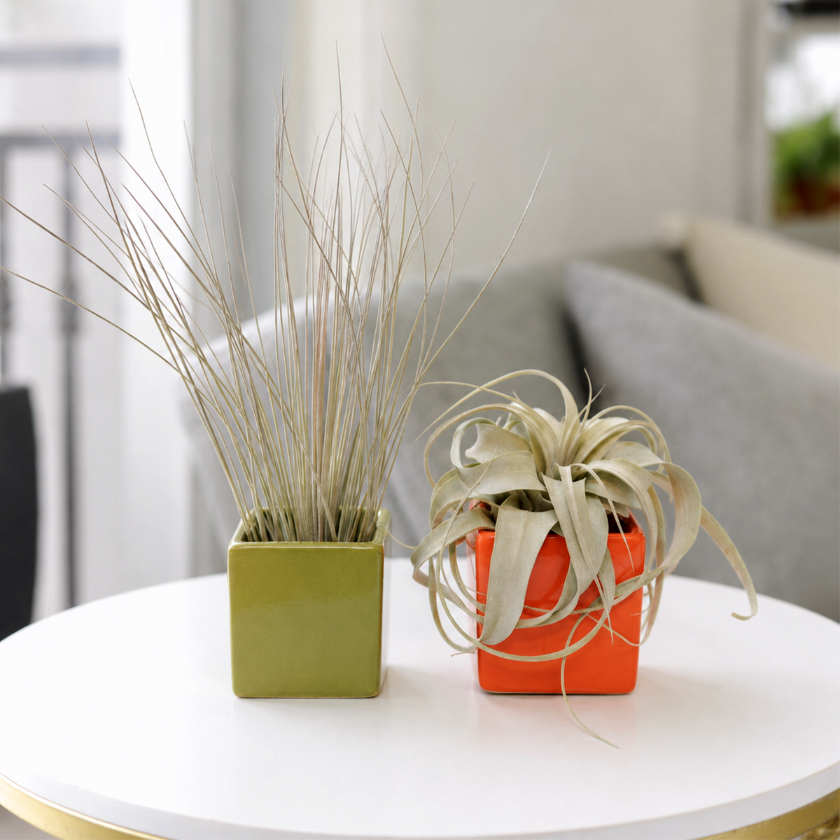 buy tillandsia xerographica mini and juncea with two ceramic cube containers live air plant online, silvery rosette and tall grassy green form, smooth ceramic cube vessels in avocado green and orange, slow-growing soilless epiphytes, easy care drought tolerant, modern desk or shelf display, thoughtful ready-to-gift plant set