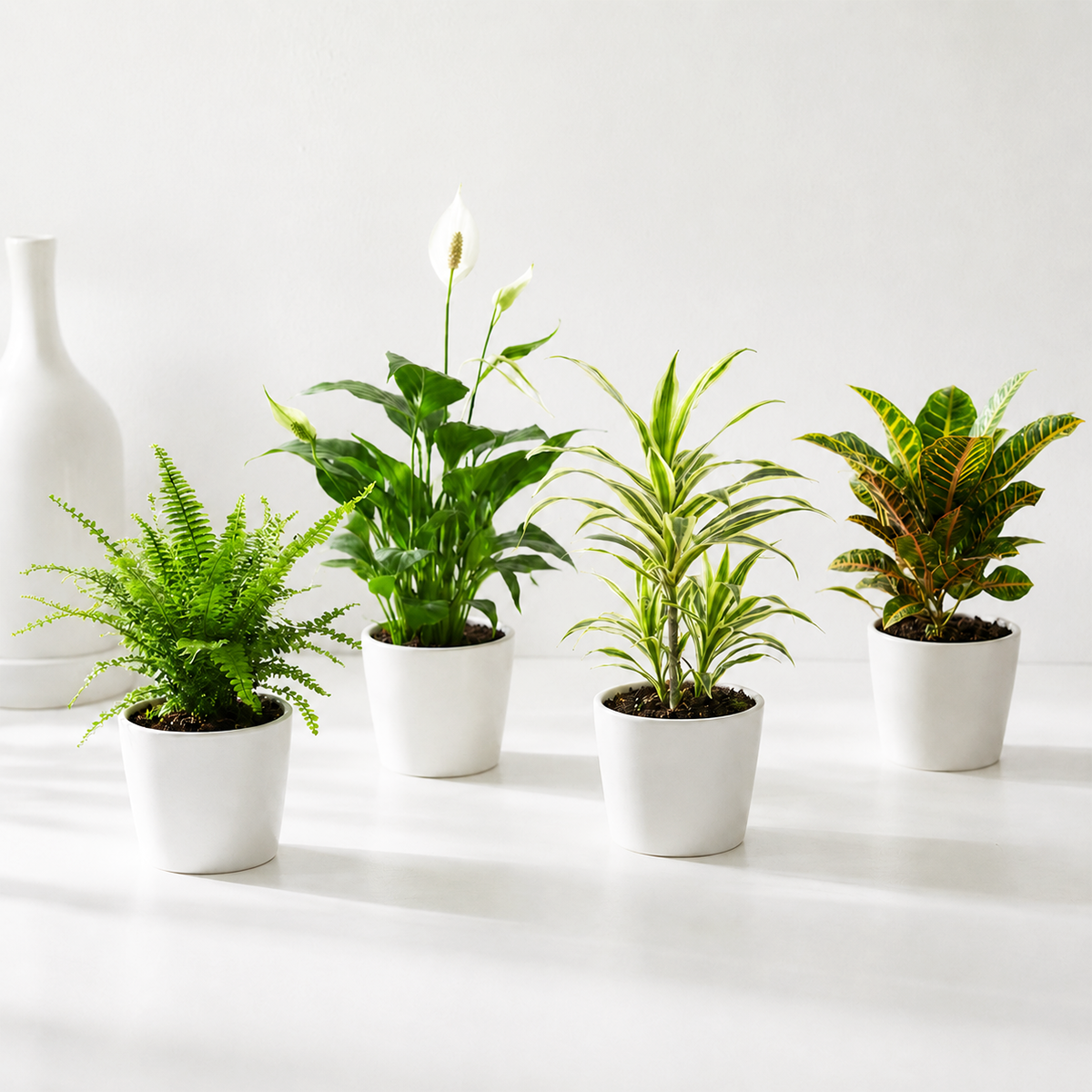 Air Purifying plants, 4 inch houseplant for sale, collection of air cleaning indoor plants, live houseplant assortment for cleaner indoor air, air purifying plant collection, healthy indoor greenery bundle, natural air filtering houseplants, low maintenance indoor plant assortment