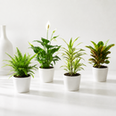 Air Purifying plants, 4 inch houseplant for sale, buy live plants online, wellness inspired indoor plant set, ornamental foliage plants for home decor, nursery grown live houseplants, indoor jungle starter collection