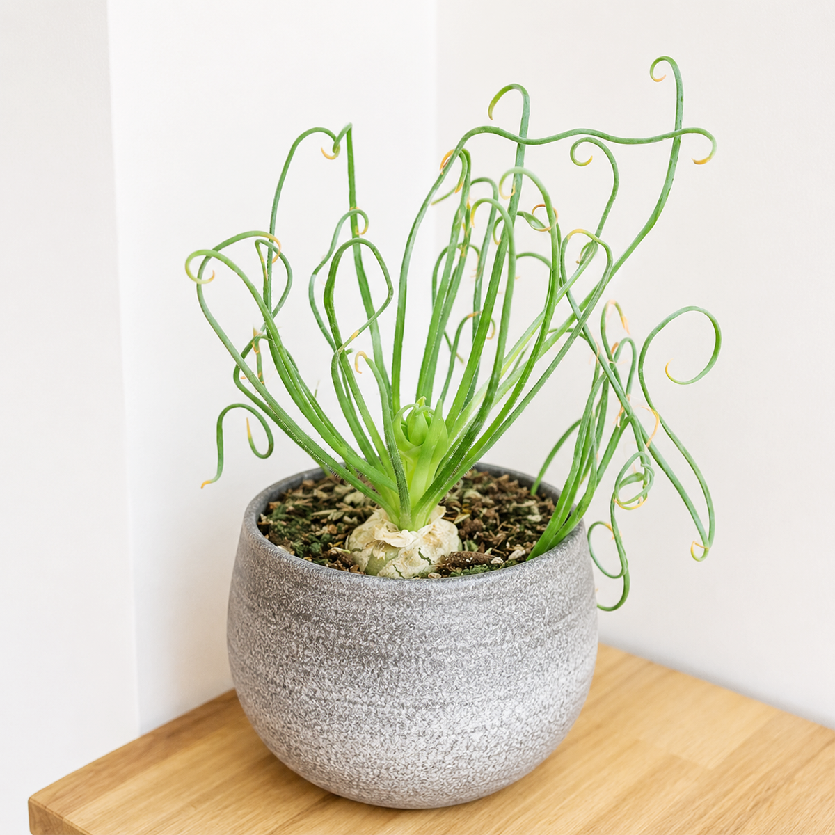 Buy Frizzle Sizzle Albuca spiralis live plant online. This unique bulb plant features long, curly green leaves that twist into a playful spiral shape. Easy to care for, it thrives in bright light, well-draining soil, and occasional watering.