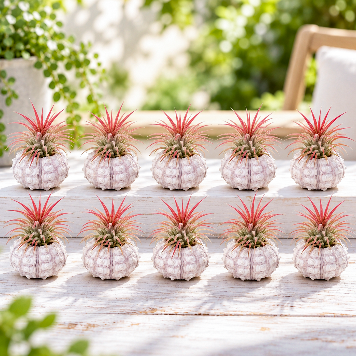 overhead view of ten small potted alfonso urchin cacti with delicate tillandsia air plants nestled among the spines, arranged in a flat lay on a neutral surface showing natural green and pale coloring throughout the collection