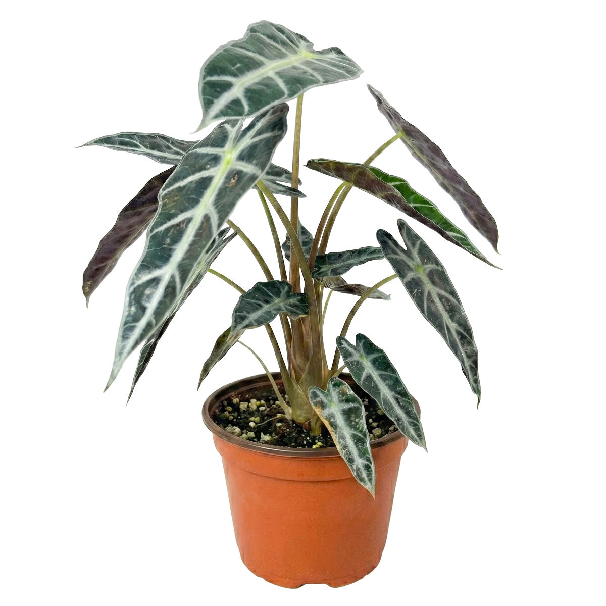 alocasia bambino full grown, alocasia bambino care tips, alocasia bambino humidity, alocasia bambino water, alocasia bambino flower, alocasia bambino size, alocasia bambino growth rate, alocasia bambino large, alocasia bambino arrow, alocasia bambino scientific name, alocasia bambino amazonica mini, alocasia 'bambino'