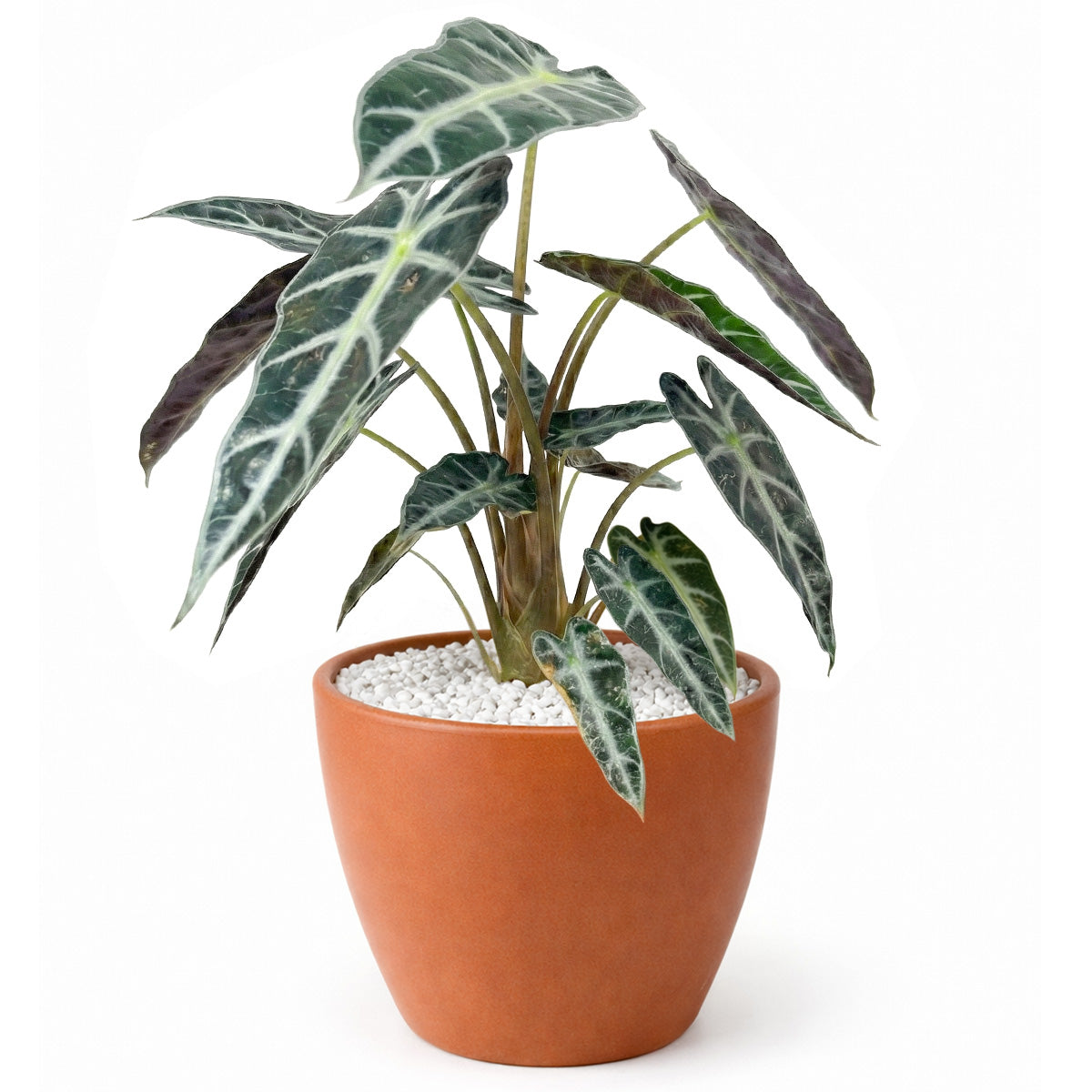 Alocasia cuprea 'Red Secret', Red Secret Plant, Rare Alocasia Plant, Elephant Ears Plants, Mirror Plant, Alocasia cuprea, online plant nursery california