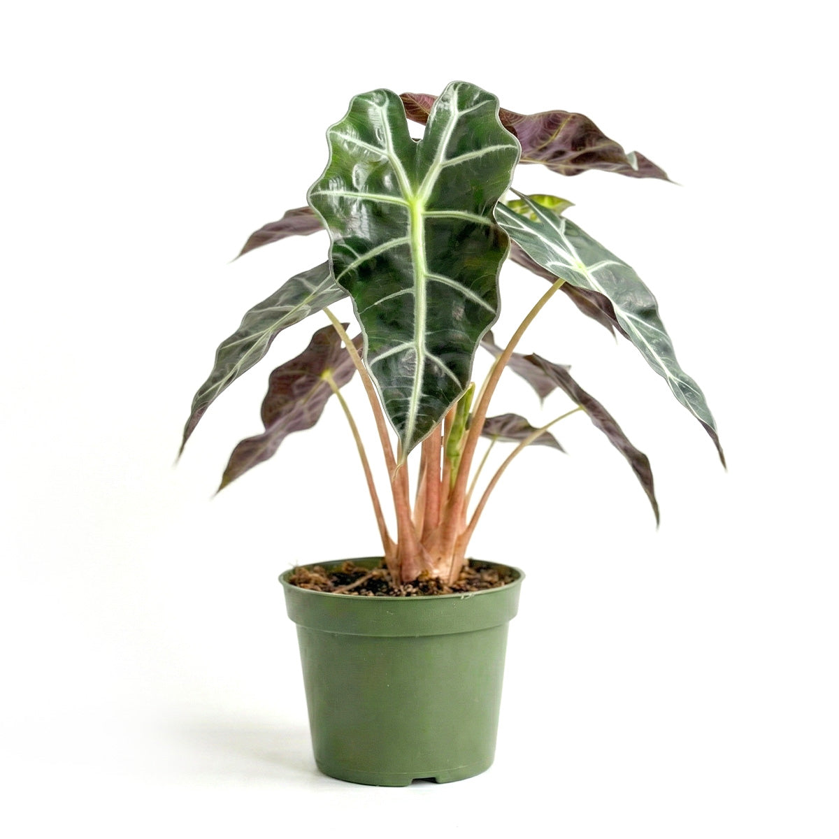 4 inch Alocasia Polly, Alocasia live plants for sale, decorative live plants, buy houseplants online