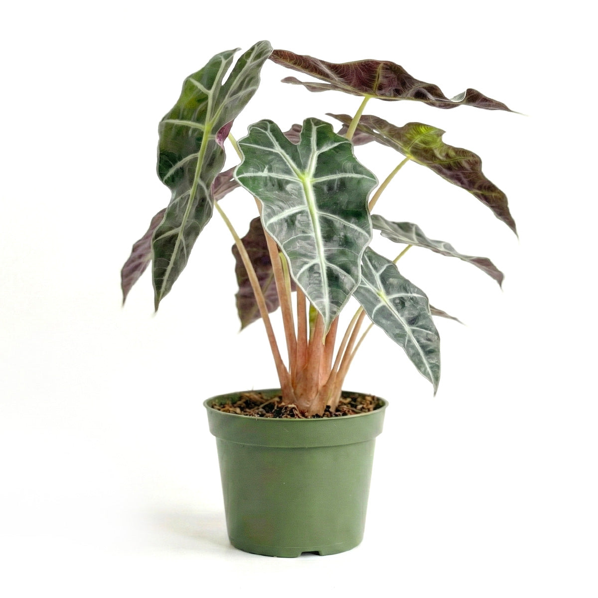 4 inch Alocasia Polly, Alocasia live plants for sale, decorative live plants, buy houseplants online
