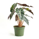 4 inch Alocasia Polly, Alocasia live plants for sale, decorative live plants, buy houseplants online