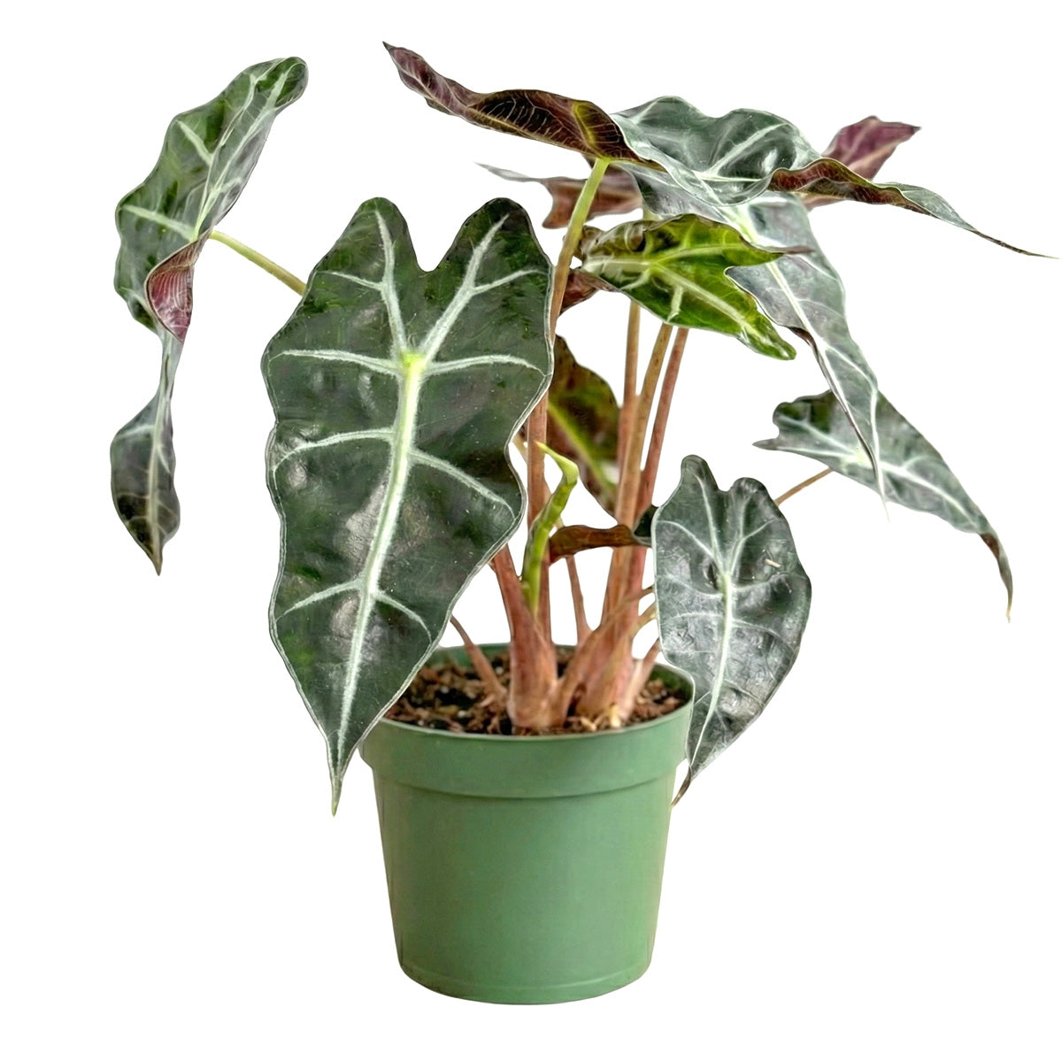 4 inch Alocasia Polly, Alocasia live plants for sale, decorative live plants, buy houseplants online