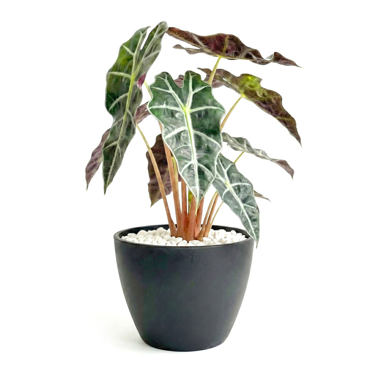 4 inch Alocasia Polly, Alocasia live plants for sale, decorative live plants, buy houseplants online