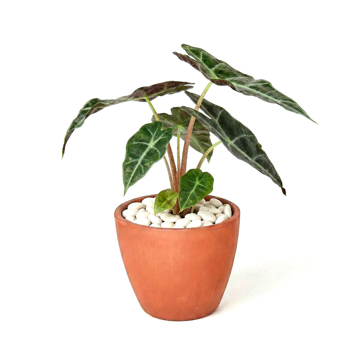 4 inch Alocasia Polly, Alocasia live plants for sale, decorative live plants, buy houseplants online