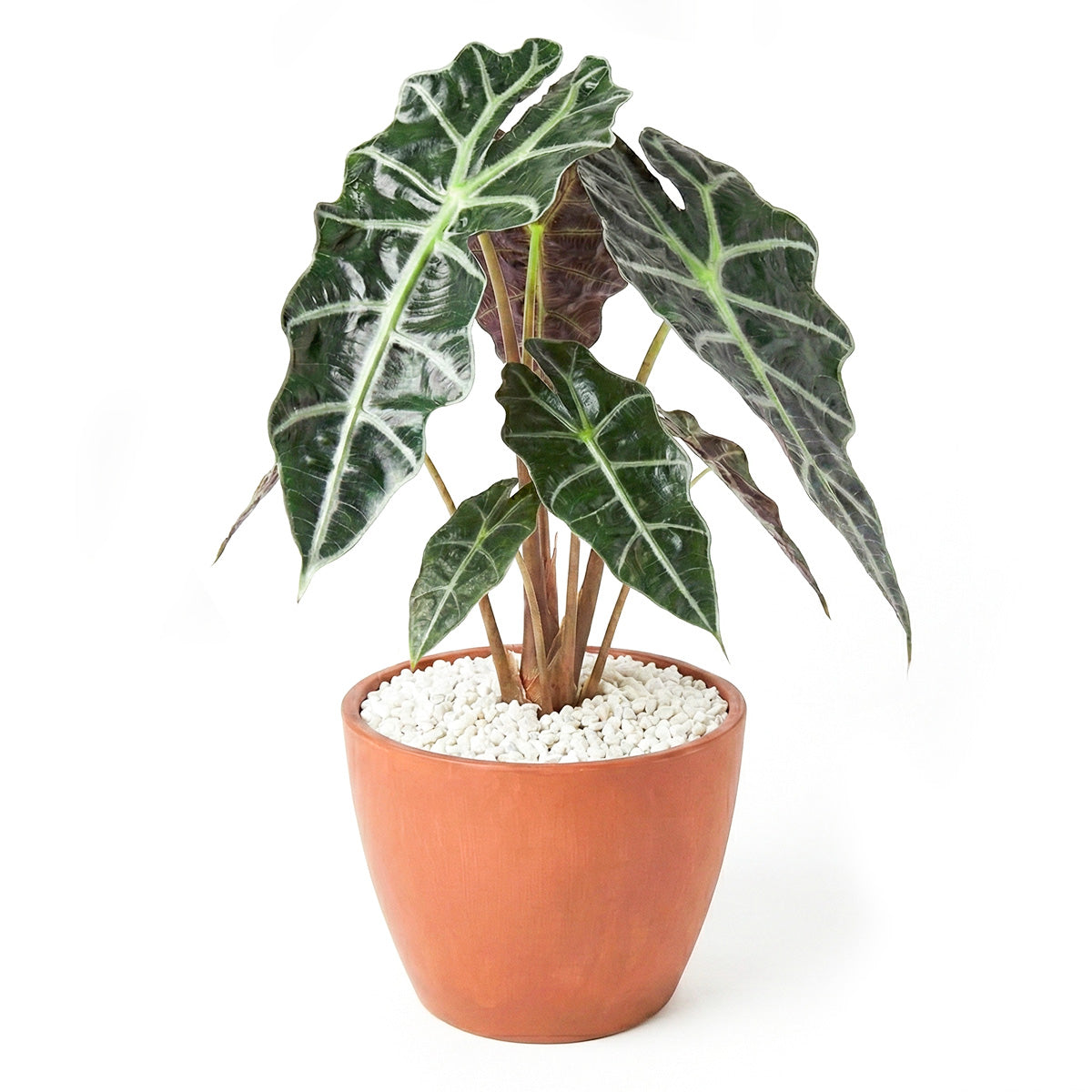 4 inch Alocasia Polly, Alocasia live plants for sale, decorative live plants, buy houseplants online