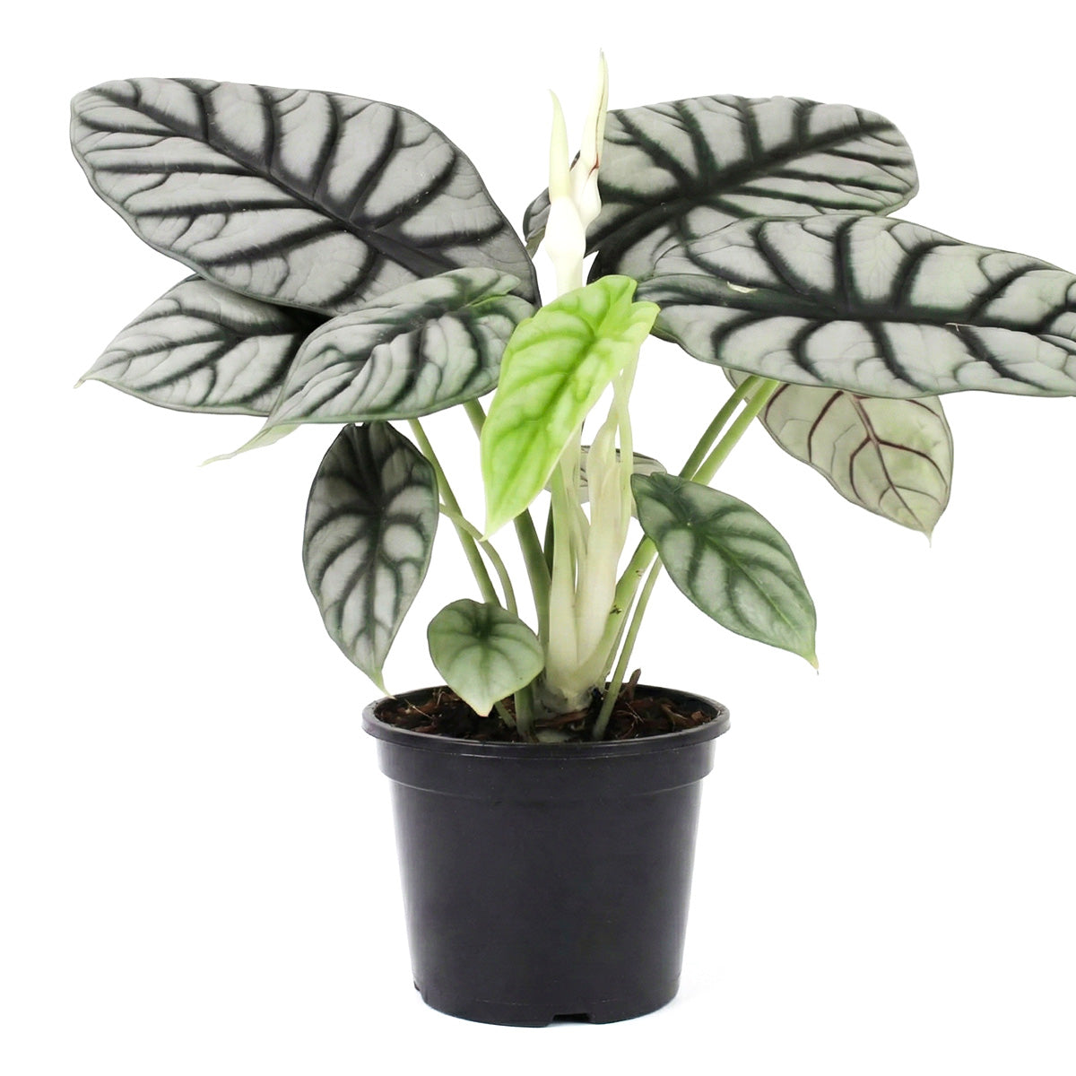 alocasia silver dragon, 4 inch alocasia silver dragon, alocasia silver dragon for sale, buy alocasia silver dragon online, rare houseplants, alocasia silver dragon care,tropical house plants, tropical plants near me