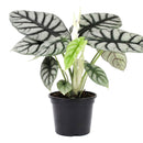 Alocasia baginda 'Silver Dragon', Silver Dragon Plant, Jewel Alocasia, Alocasia Silver Dragon, Rare Indoor Plants, Tropical Indoor Plants, buy Alocasia Silver Dragon online, best place to buy plants near me