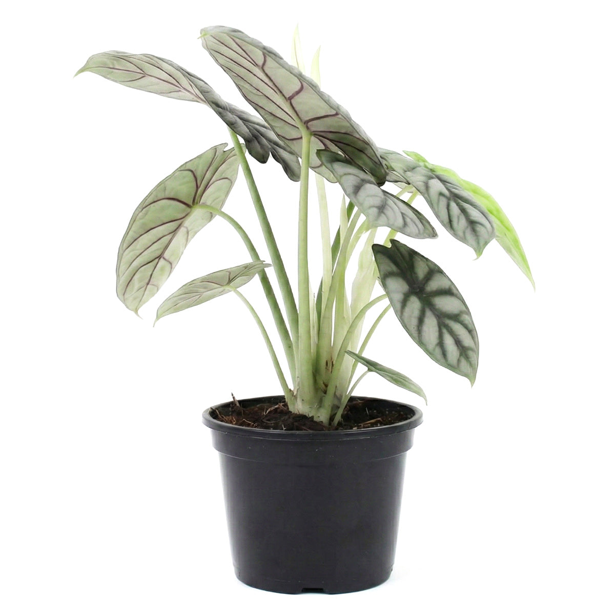 Alocasia baginda 'Silver Dragon', Silver Dragon Plant, Jewel Alocasia, Alocasia Silver Dragon, Rare Indoor Plants, Tropical Indoor Plants, buy Alocasia Silver Dragon online, best place to buy plants near me