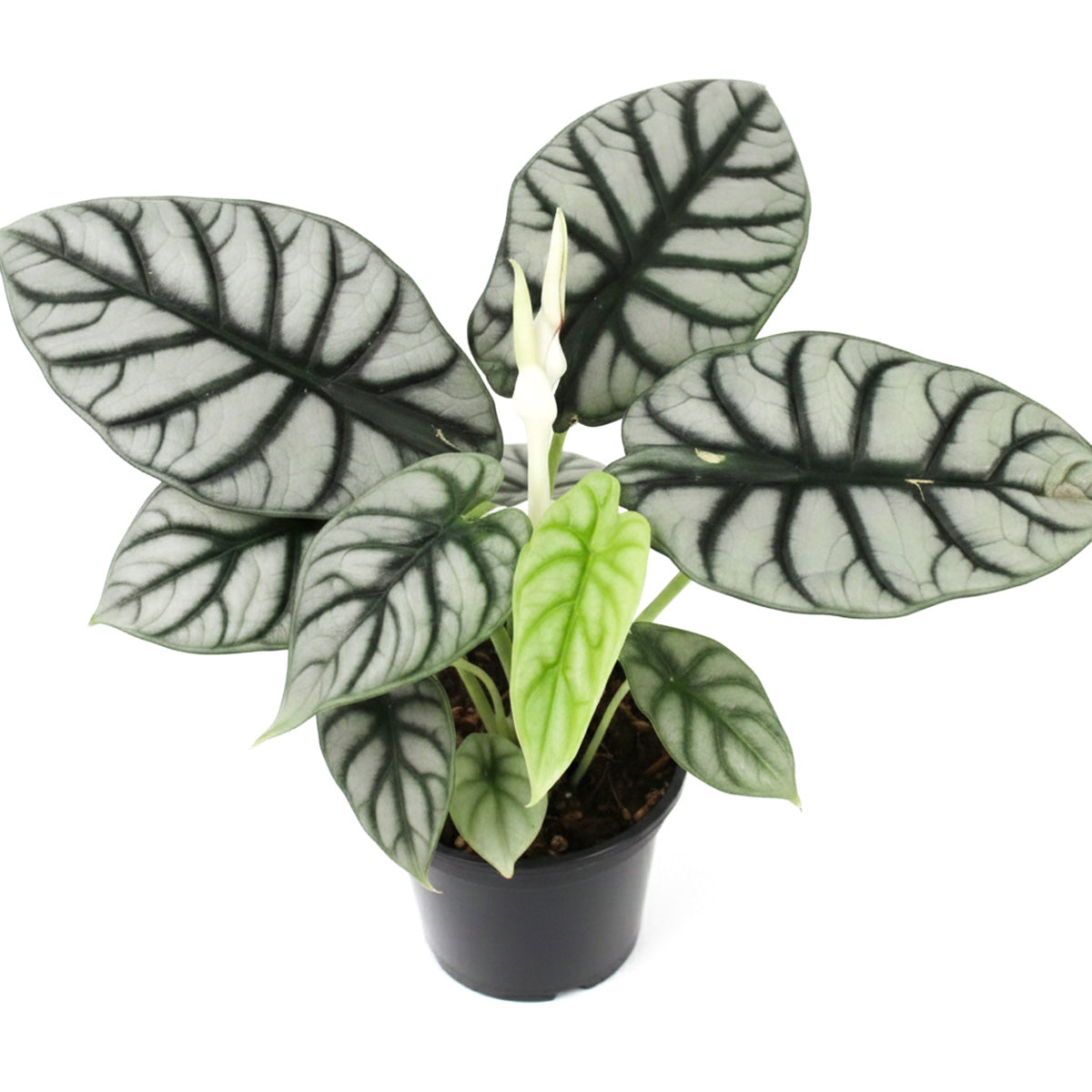 Alocasia baginda 'Silver Dragon', Silver Dragon Plant, Jewel Alocasia, Alocasia Silver Dragon, Rare Indoor Plants, Tropical Indoor Plants, buy Alocasia Silver Dragon online, best place to buy plants near me