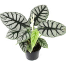 Alocasia baginda 'Silver Dragon', Silver Dragon Plant, Jewel Alocasia, Alocasia Silver Dragon, Rare Indoor Plants, Tropical Indoor Plants, buy Alocasia Silver Dragon online, best place to buy plants near me
