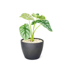 Alocasia baginda 'Silver Dragon', Silver Dragon Plant, Jewel Alocasia, Alocasia Silver Dragon, Rare Indoor Plants, Tropical Indoor Plants, buy Alocasia Silver Dragon online, best place to buy plants near me