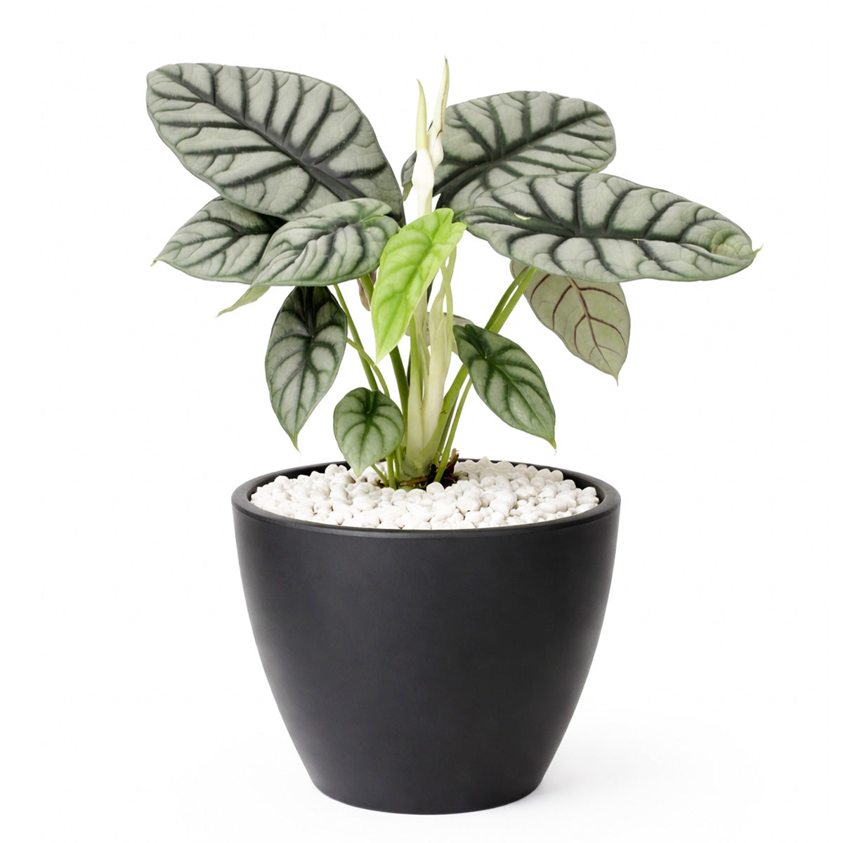 Alocasia baginda 'Silver Dragon', Silver Dragon Plant, Jewel Alocasia, Alocasia Silver Dragon, Rare Indoor Plants, Tropical Indoor Plants, buy Alocasia Silver Dragon online, best place to buy plants near me