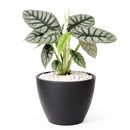Alocasia baginda 'Silver Dragon', Silver Dragon Plant, Jewel Alocasia, Alocasia Silver Dragon, Rare Indoor Plants, Tropical Indoor Plants, buy Alocasia Silver Dragon online, best place to buy plants near me