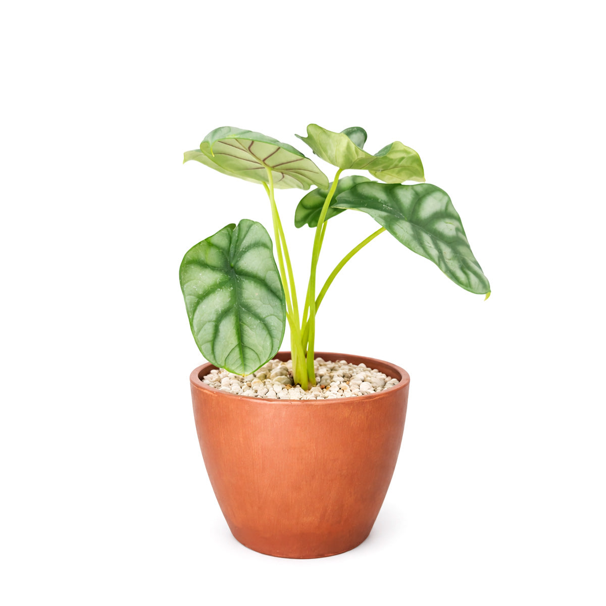 Alocasia baginda 'Silver Dragon', Silver Dragon Plant, Jewel Alocasia, Alocasia Silver Dragon, Rare Indoor Plants, Tropical Indoor Plants, buy Alocasia Silver Dragon online, best place to buy plants near me