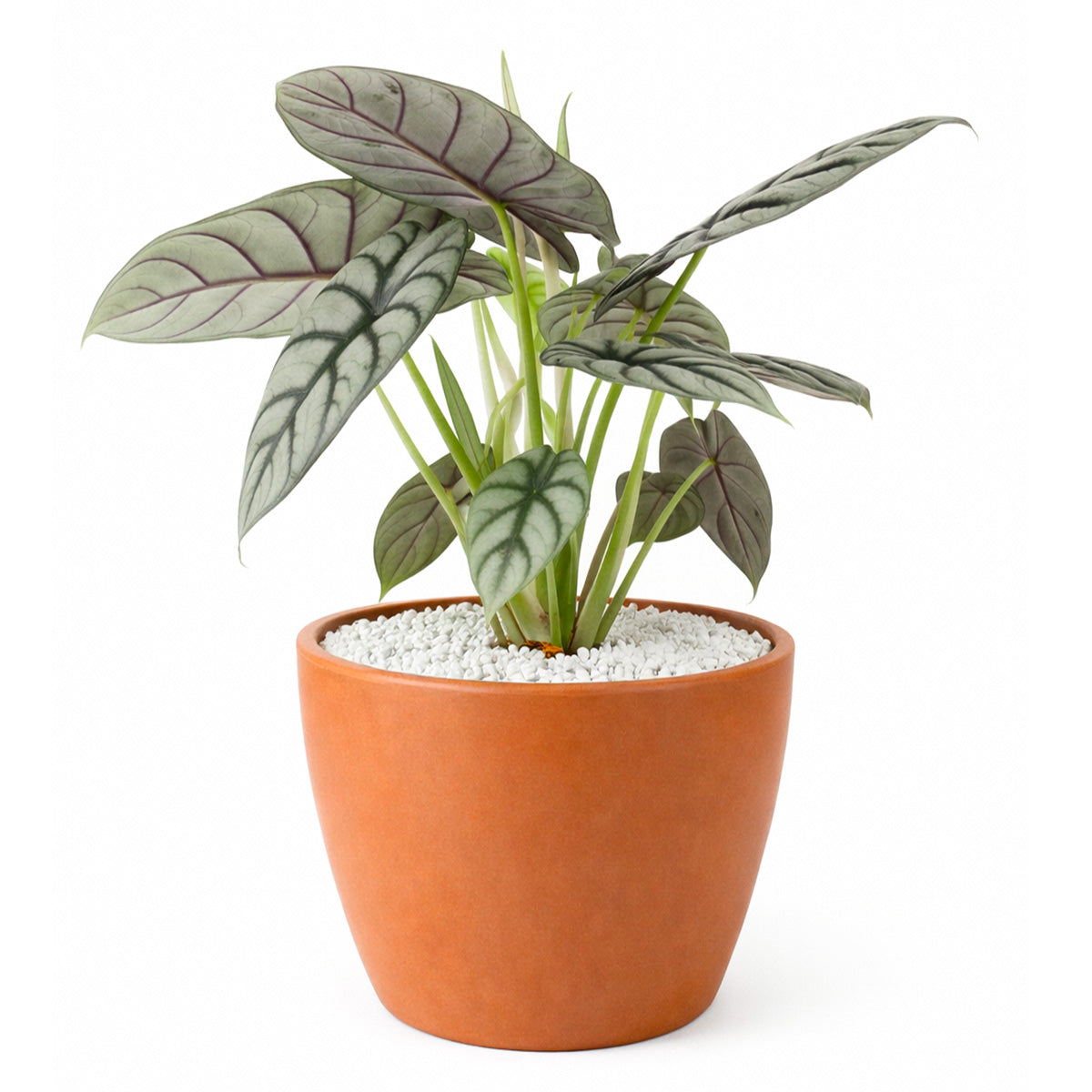 Alocasia baginda 'Silver Dragon', Silver Dragon Plant, Jewel Alocasia, Alocasia Silver Dragon, Rare Indoor Plants, Tropical Indoor Plants, buy Alocasia Silver Dragon online, best place to buy plants near me