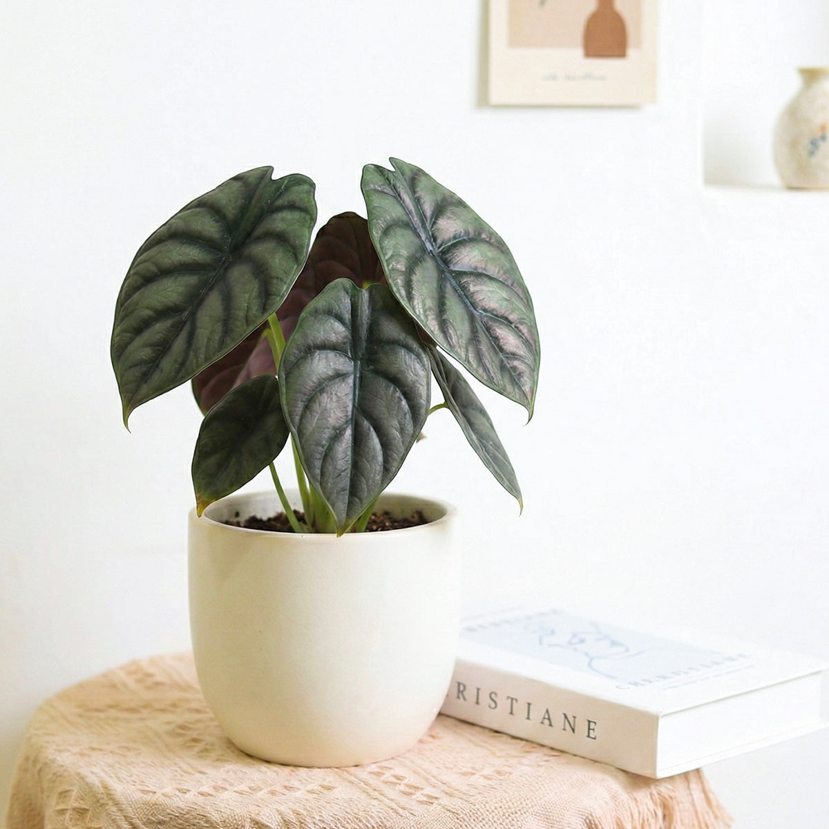 are alocasia indoor plants Alocasia cuprea Red Secret - Rare Plant