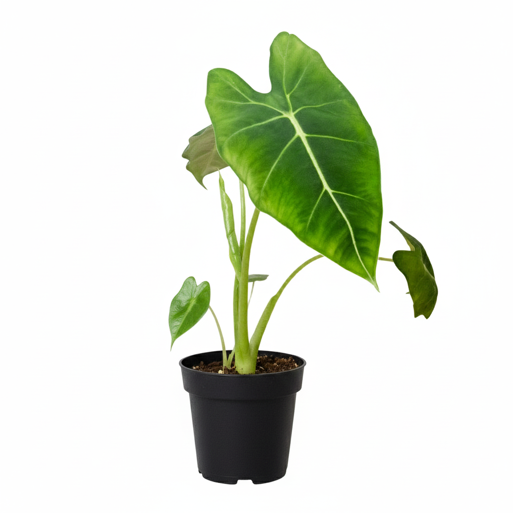 4 inch Alocasia Micholitziana &#39;Frydek&#39;, Alocasia plants for sale, Green Velvet Alocasia, Rare tropical houseplant, Velvety, deep green leaves plants